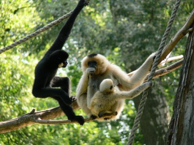 96 LAT WARSZAWSKIEGO ZOO