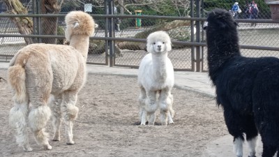 SPOTKANIE KLUBU MIŁOŚNIKÓW WARSZAWSKIEGO ZOO