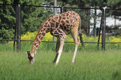 SPOTKANIE KLUBU MIŁOŚNIKÓW ZOO