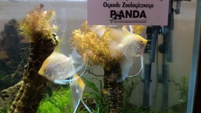 Fundacja PANDA na Warszawskich Dniach Akwarystyki na SGGW