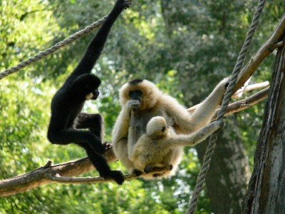 POMAGAMY AZYLOWI NA WYSPIE KOH PHANGAN (TAJLANDIA)
