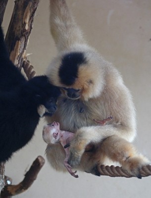 Urodził się gibbon!