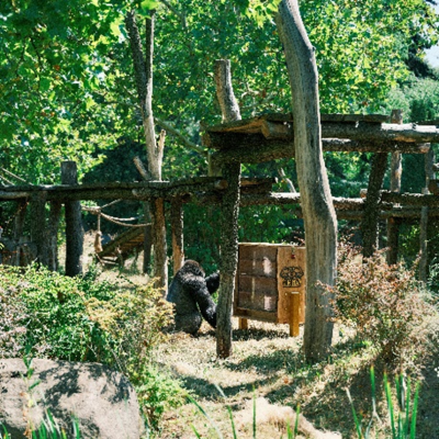 Karmnik dla goryli