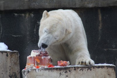 NOWA INWESTYCJA DEDYKOWANA NIEDŹWIEDZIOM POLARNYM