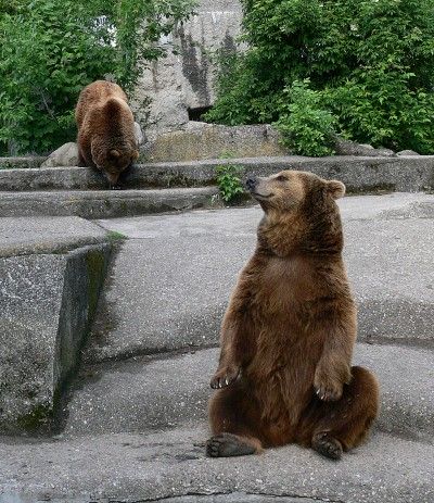 Działaj sercem, pomóż niedźwiedziom!