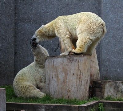 Urodziny niedźwiedzi polarnych