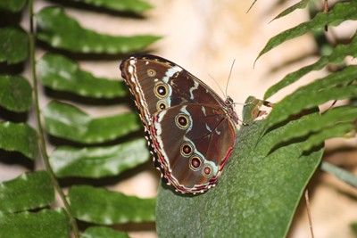 Motyle Ameryki Południowej
